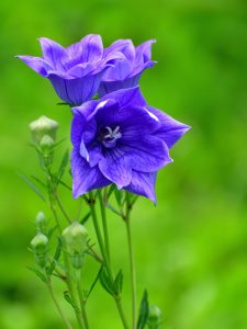 surprising-flower-meanings-balloon-flowers-1650767465